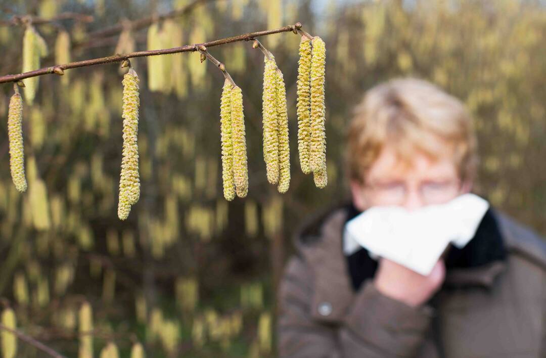 Les allergies au pollen sont de retour